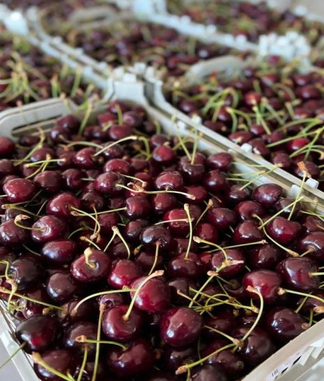 گیلاس